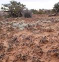 Temperature determines where key soil microbes can thrive -- microbes that are critical to forming topsoil crusts in arid lands. Arizona State University scientists predict that in as little as 50 years, global warming may push some of these microbes out of their present stronghold in colder US deserts, with unknown consequences to soil fertility and erosion.