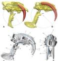 This shows cut away views through the skulls of (A) the sabre-toothed 'tiger' (<i>Smilodon</i>) and (B) the bizarre pouched sabre-tooth (<i>Thylacosmilus</i>). Note the incredibly wide gape and huge canine teeth with roots extending almost into the braincase of <i>Thylacosmilus</i>.