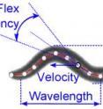 Researchers at Rice University looked at 13 points of moving mutant worms when measuring 10 parameters -- amplitude, flex, frequency, velocity and wavelength, both forward and backward -- to learn about the gene networks that control their locomotion.