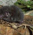 This image shows the new white-toothed shrew species <i>Crocidura sapaensis</i>. This image shows the new white-toothed shrew species <i>Crocidura sapaensis</i>.