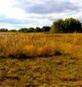This is the Cedar Creek Ecosystem Science Reserve in central Minnesota where the study took place. This is the Cedar Creek Ecosystem Science Reserve in central Minnesota where the study took place.