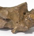 This image shows a horse sesamoid (foot bone) riddled with insect damage. The bone, between 33,000-36,000 years old, is housed at the Page Museum at the La Brea Tar Pits.