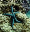 This is a starfish in its habitat, the coral reef, at Akajima in Japan. This is a starfish in its habitat, the coral reef, at Akajima in Japan.