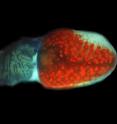 The starfish compound eye (red cups) sits at the base of a modified tube foot. Each red cup corresponds to a single optical unit, ommatidium, in an arthropod compound eye. The starfish compound eye (red cups) sits at the base of a modified tube foot. Each red cup corresponds to a single optical unit, ommatidium, in an arthropod compound eye.