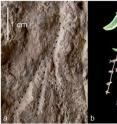a) These are impressions of flowering stems in the grave of <i>Homo</i> 25 and <i>Homo</i> 28, marked by dashed lines. b) Flowing stems of <i>Salvia judaica</i> are presented in the same scale and orientation as the impressions in the grave.