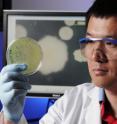 Georgia Tech professor Lin Jiang inspects colonies of the diversifying bacterium, <i>Pseudomonas fluorescens</i>. The bacterium is also shown on the monitor.