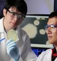 Georgia Tech graduate student Jiaqi Tan and professor Lin Jiang discuss data from their research. A plate of <i>Pseudomonas fluorescens</i> colonies is also shown.