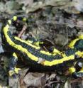 The European Fire Salamander is one of several species of terrestrial vertebrates that could lose many of its populations but may be able to move to adjust its range to a changing climate.