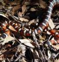 Arizona Mountain Kingsnakes are found in the higher elevations of the "Sky Islands" in Southeastern Arizona, among other regions.