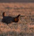 Male greater prairie chickens make booming calls to attract females for mating. A seven-year study from a Kansas State University research team has found that wind power development has little effect on greater prairie chickens.