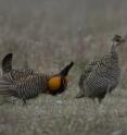 Male greater prairie chickens make booming calls to attract females for mating. A seven-year study from a Kansas State University research team has found that wind power development has little effect on greater prairie chickens.