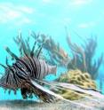 Lionfish have become an invasive species of enormous concern off the Atlantic Coast and in the Caribbean Sea.