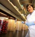 Professor Nathalie Tufenkji is in her McGill University lab. Professor Nathalie Tufenkji is in her McGill University lab.