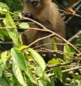 The new study that ranks Tanzania's most threatened primates shows the third most vulnerable is the "endangered" Sanje mangabey, threatened by direct hunting and habitat destruction, especially in unmanaged forests.