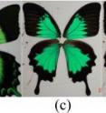 These are the wings of the three types of butterflies under study. From left to right: front views of <i>P. peranthus</i>, <i>P. blumei</i>, and <i>P. ulysses</i>. The rightmost panel is a side view of <i>P. ulysses</i>.