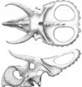 This is an image of a drawing of the skull of the <i>Nasutoceratops</i> found in Grand Staircase-Escalante National Monument (GSENM), which encompasses 1.9 million acres of high desert terrain in south-central Utah.