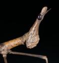 The image shows the head and part of the front legs of a female horsehead grasshopper (<i>Pseudoproscopia scabra</i>) used in the <i>Current Biology</i> article. The insect has an elongated body-form that closely resembles that of a stick insect, but it is actually a grasshopper, and can jump surprisingly well considering its ungainly appearance.