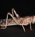 The image shows a locust (<i>Schistocerca gregaria</i>) used in the <i>Current Biology</i> article. The insect has greatly enlarged hind legs which propel the animal into the air when it jumps. The femur-tibia joints ("knee" joints) are clearly visible in all the legs, and it is evident that those of the hind leg are enlarged and strengthened with dark cuticle to withstand the forces involved in jumping. This specimen is 7cm long.
