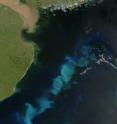 This image shows a phytoplankton bloom in western South Atlantic Ocean.