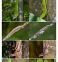 This image shows pairs of <i>Anolis</i> species from different Greater Antillean islands that have independently evolved matching morphologies. Anoles diversifying on four islands repeatedly colonized the same adaptive peaks on a shared evolutionary landscape, resulting not just in convergence among a few species pairs, such as those shown here, but in the convergence of entire island anole faunas. From left to right, the top row depicts giant tree crown specialists <i>Anolis cuvieri</i> (Puerto Rico; photo by J. Losos) and <i>A. garmani</i> (Jamaica); second row depicts the twig specialists <i>A. garridoi</i> (Cuba) and <i>A. occultus</i> (Puerto Rico); third row depicts trunk and ground specialists <i>A. cybotes</i> (Hispaniola; photo by B. Falk) and <i>A. lineatopus</i> (Jamaica); fourth row depicts grass specialists <i>A. alumina</i> (Hispaniola; photo by M. Landestoy) and <i>A. alutaceus</i> (Cuba). Images not otherwise marked are by L. Mahler. This image shows pairs of <i>Anolis</i> species from different Greater Antillean islands that have independently evolved matching morphologies. Anoles diversifying on four islands repeatedly colonized the same adaptive peaks on a shared evolutionary landscape, resulting not just in convergence among a few species pairs, such as those shown here, but in the convergence of entire island anole faunas. From left to right, the top row depicts giant tree crown specialists <i>Anolis cuvieri</i> (Puerto Rico; photo by J. Losos) and <i>A. garmani</i> (Jamaica); second row depicts the twig specialists <i>A. garridoi</i> (Cuba) and <i>A. occultus</i> (Puerto Rico); third row depicts trunk and ground specialists <i>A. cybotes</i> (Hispaniola; photo by B. Falk) and <i>A. lineatopus</i> (Jamaica); fourth row depicts grass specialists <i>A. alumina</i> (Hispaniola; photo by M. Landestoy) and <i>A. alutaceus</i> (Cuba). Images not otherwise marked are by L. Mahler.