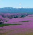The magenta-flowered fireweed, which springs up after a burn, dominates a landscape once covered in black spruce in Alaska's Yukon Flats.