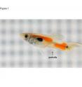 This is a male guppy with the genitalia highlighted.