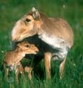 A new study by the Wildlife Conservation Society and Snow Leopard Trust reveals that some of Central Asia's most spectacular and least-known large mammals including the saiga (pictured here) are being adversely affected by a sharp increase in goat herds for the cashmere trade.