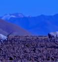 A new study by the Wildlife Conservation Society and Snow Leopard Trust reveals that some of Central Asia's most spectacular and least-known large mammals, including the chiru (pictured here) are being adversely affected by a sharp increase in goat herds for the cashmere trade.