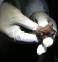 This big brown bat was tagged in Wisconsin as part of a research project.
