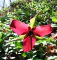 <i>Trillium erectum</i>, the red trillium, is a common member of the eastern Canada spring flora.