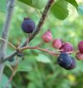 These serviceberries in Yellowstone National Park can be an important food source for grizzly bears and other animal species.