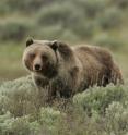 This is a grizzly bear in Yellowstone National Park.