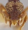 The face of ant species <i>Eurhopalothrix semicapillum</i>, named for the hairy patches on its face. The Costa Rican ant is among 33 new ant species discovered in Central America and the Caribbean and detailed in two new studies by University of Utah biology professor Jack Longino.