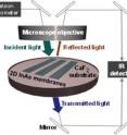 In this FTIR microspectroscopy study, light absorption spectra are obtained from measured transmission and reflection spectra in which the incident light angle is perpendicular to the membrane.