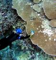 Drew Harvell of Cornell University photographs a giant plating <i>Acropora</i> coral colony with tumors in the Palmyra Atoll, Pacific Ocean. Climate warming is associated with the loss of coral symbionts and the proliferation of lethal coral diseases.