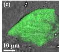a) A laser scanning microscope image of a cancer cell used in the experiment is shown. The green circles show plasmid-coated particles that have been optically tweezed and inserted into the cell. b) The same cell viewed with a fluorescence microscope is shown. The DNA material inserted into the cell through the transfection process carries a gene that codes for a green fluorescent protein. Here, the cell's green glow means the transfection process was successful. c) Image (b) is superimposed on image (a).