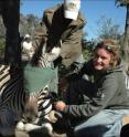 Dr. Hattie Bartlam-Brooks collared a zebra with GPS to track their location along the migration route.