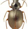 This image shows the new beetle species <i>Mecyclothorax ramagei</i>.