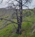 ...However, below 5,000 feet, hundreds of dead juniper attest to a former range much lower down on the mountain, reflecting cooler and wetter years of the past.