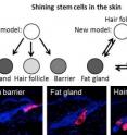 Previously, stem cells were thought to be organized in a strict hierarchy. In contrast, the new results show that the skin contains specialized stem cells holding a primary function, with the potential to change function if a need arises. This is illustrated in the figure, where the early stem cells were stained with a red protein a year before the pictures were taken. It shows that the stem cells maintain specialized functions as the skin develops and either forms the hair follicle, the fat gland or the barrier protecting us against environmental challenges.