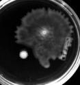 The evolution of hyperswarming, pathogenic bacteria might sound like the plot of a horror film, but such bugs really have repeatedly evolved in a lab, and the good news is that they should be less of a problem to us than their less mobile kin. That's because those hyperswarmers, adorned with multiple whipping flagella, are also much worse at sticking together on surfaces in hard-to-treat biofilms.  They might even help us figure out a way to develop anti-biofilm therapies for use in people with cystic fibrosis or other conditions, say researchers who report their findings in <i>Cell Reports</i>, a Cell Press publication, on Aug. 15.