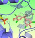 The brominated flame retardant TBBPA is shown, in this 3-D image, binding to the active site of an estrogen metabolizing enzyme (pink), interfering with the body's natural release of estrogen (transparent grey).