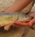 Humpback chub are a federally-protected endangered species.