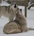 When a member of the wolf pack leaves the group, the howling by those left behind isn't a reflection of stress but of the quality of their relationships. So say researchers based on a study of nine wolves from two packs living at Austria's Wolf Science Center that appears in <i>Current Biology</i>, a Cell Press publication, on Aug. 22.