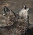 When a member of the wolf pack leaves the group, the howling by those left behind isn't a reflection of stress but of the quality of their relationships. So say researchers based on a study of nine wolves from two packs living at Austria's Wolf Science Center that appears in <i>Current Biology</i>, a Cell Press publication, on Aug. 22.