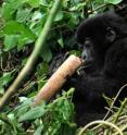 Young Mountain Gorilla inspects shoot of <i>Oldeania alpina</i>.