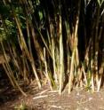 <i>Bergbambos tessellata</i> is a clump-forming bamboo with ragged leaves and sheaths found in dry areas of southern Africa especially the Drakensberg Mountains.