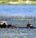 Eelgrass beds in Elkhorn Slough benefit from the presence of sea otters.
