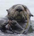 Crabs are a favorite prey item for sea otters in Elkhorn Slough.