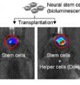 This image shows luminescent stem cells transplanted into mice alone (left) and with helper cells (right) one day after transplantation.